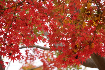 紅葉