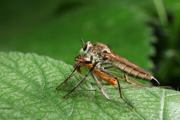Insectivorous flies prey on weeds