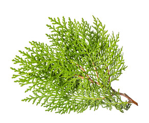 Christmas tree branch on white background