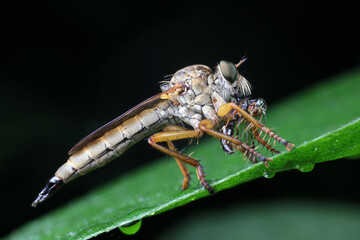 Insectivorous flies prey on weeds