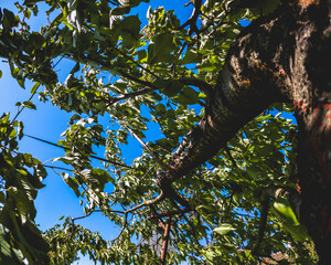 branches against sky