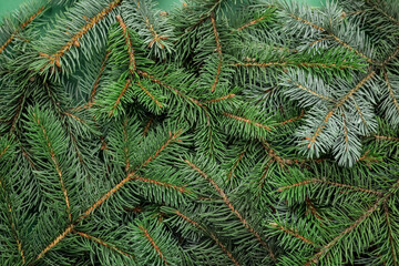 Christmas tree branches as background