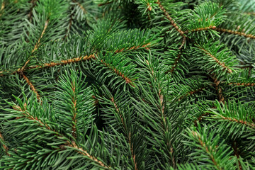 Christmas tree branches as background
