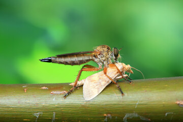 Insectivorous flies prey on weeds