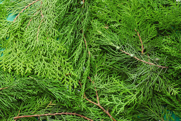 Christmas tree branches as background