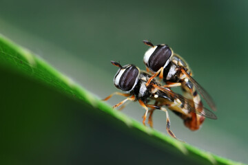 Flies on plants in the nature, North China Plain