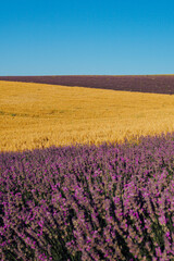Naklejka premium field of fragrant flowers of purple lavender and yellow wheat