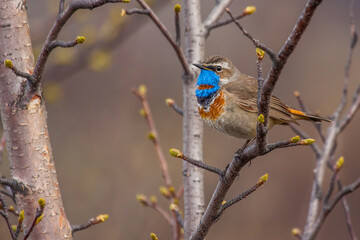 Rotsterniges Blaukehlchen (Luscinia svecica svecica) Männchen