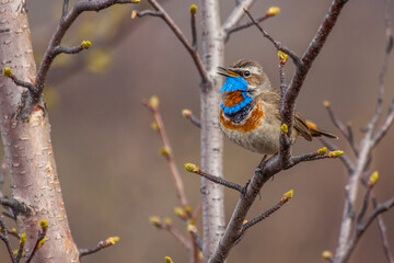 Rotsterniges Blaukehlchen (Luscinia svecica svecica) Männchen