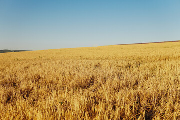 field of ripe yellow wheat before harvest