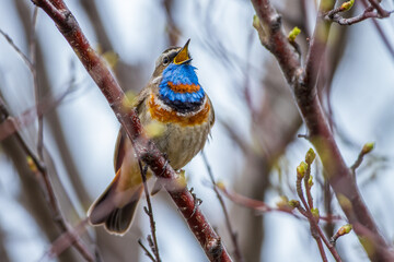 Rotsterniges Blaukehlchen (Luscinia svecica svecica) Männchen