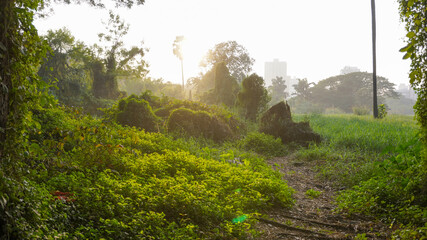 Landscape of golden hour sunset in the forest of Mumbai's Aarey colony.