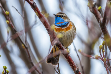 Rotsterniges Blaukehlchen (Luscinia svecica svecica) Männchen
