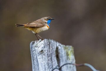Rotsterniges Blaukehlchen (Luscinia svecica svecica) Männchen