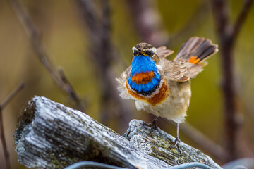 Rotsterniges Blaukehlchen (Luscinia svecica svecica) Männchen
