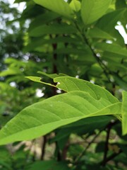 green leaves on a tree