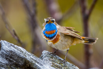 Rotsterniges Blaukehlchen (Luscinia svecica svecica) Männchen