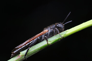 Wasps live on green plants, North China
