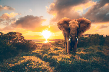 Elephand in the sunset. He stands in a meadow in front of the sea or a lake. African elephand in...