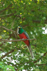 A Narina Trogon perched on a branch with a worm in its beak with green blurred background.