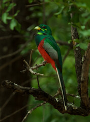 Full body of a Narina Trogon sitting on a branch with dark green foliage as background.