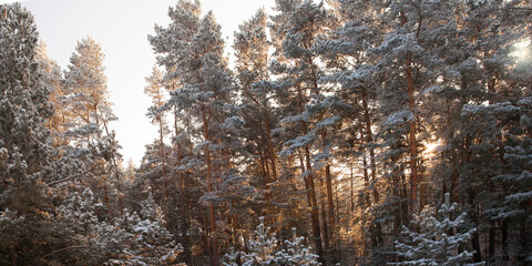 Obraz premium Fabulous winter snowy forest in the daytime