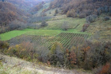 raspberry farm in the hill valley in the fall