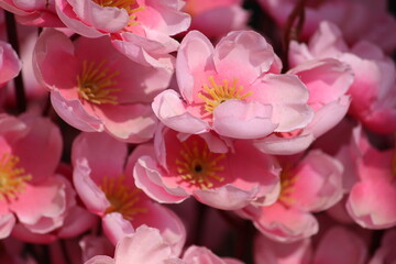 Fototapeta na wymiar pink and white flower made of fabric 