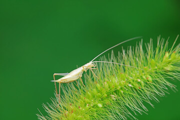 Tree crickets on wild plants, North China