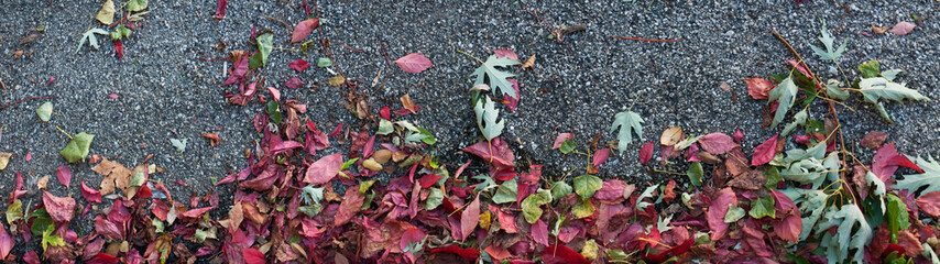 Colorful Autumn Leaves and Asphalt. Urban Nature