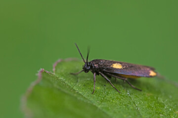 Moths on leaves in nature, North China Plain