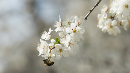 Closeup cherry flowers blooming on a spring cherry tree. Bee. Nature. Russia.