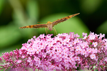 Kaisermantel oder Silberstrich (Argynnis paphia) auf Sommerflieder	