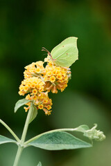 Zitronenfalter auf Schmetterlingsflieder