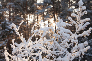 White plants in winter snowy forest in the daytime