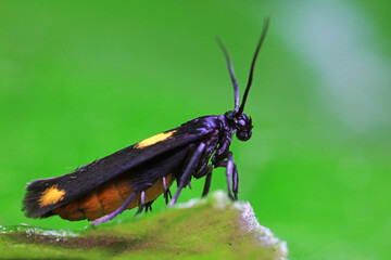Moths on leaves in nature, North China Plain