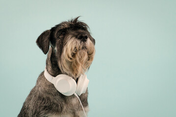 Portrait of a bearded mittel schnauzer in the studio on a bluish background. The dog has white headphones on its neck, and its gaze is directed forward. Close up.