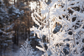 White plants in winter snowy forest in the daytime