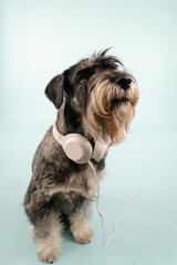 Front view of a seated mittel schnauzer with white headphones around his neck. The dog sits in the studio on a bluish background, and pulls its head forward. Close up.