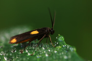 Moths on leaves in nature, North China Plain