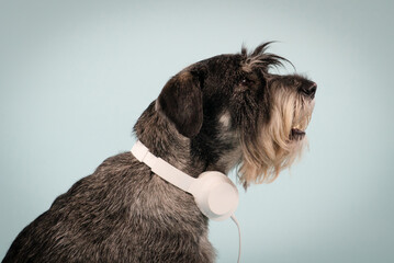 Profile portrait of a mittel schnauzer with white headphones around his neck against a bluish background in the studio. The dog looks ahead and looks surprised. Close up.