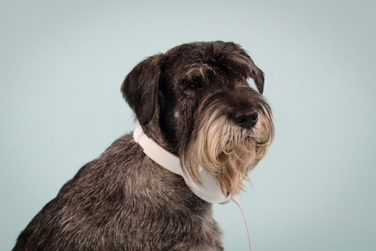Side view of a dog of the mittel schnauzer breed with white headphones on the neck. The pet sits on a bluish background in the studio, looking at the camera. Technology and music. Close up.