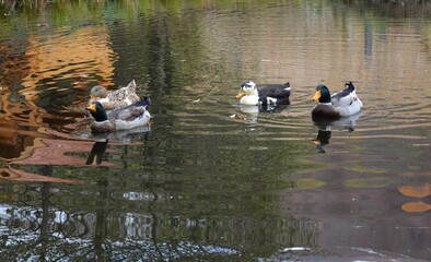 ducks swimming on the lake