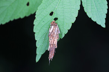 Camouflaged coir moth on plant leaves
