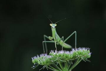 Mantis lives on weeds in the North China Plain