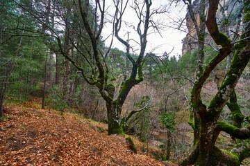 Bosque en invierno con musgo verde y hojas marrones