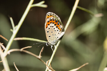 Lycaenidae butterfly