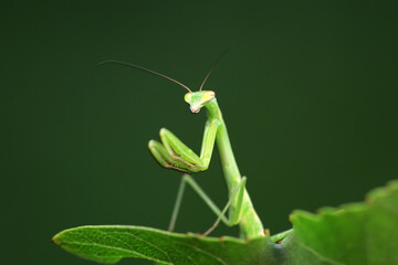 Mantis lives on weeds in the North China Plain