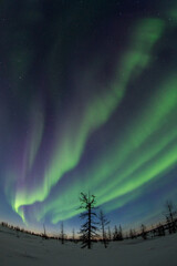 beautiful winter Northern lights with trees
