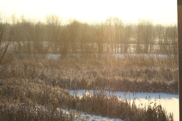 Fototapeta premium Cattail lit by the sun against the background of a snow-covered pond